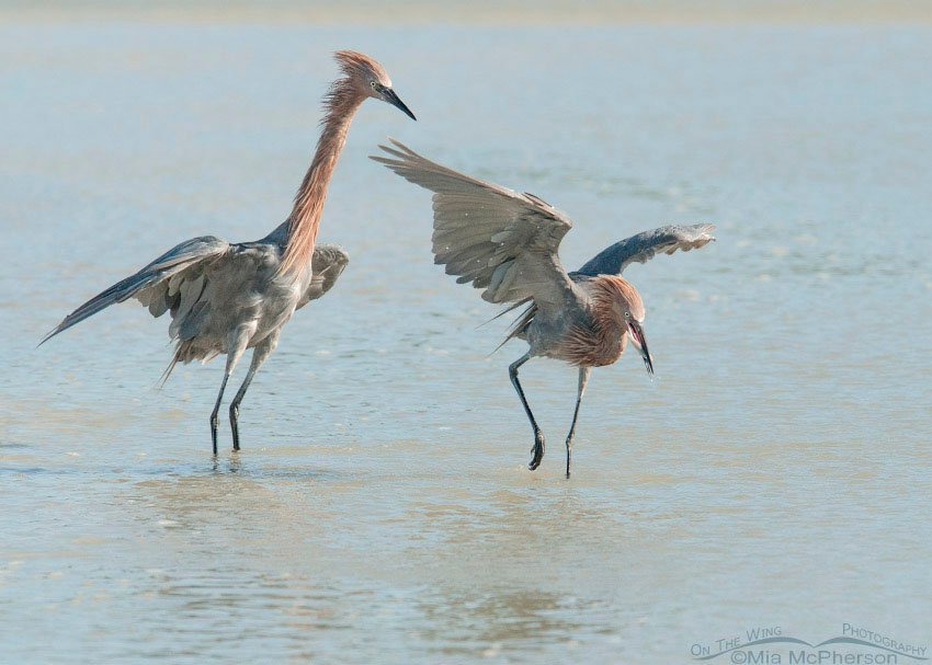 Reddish Egret food fight, Fort De Soto County Park, Pinellas County, Florida