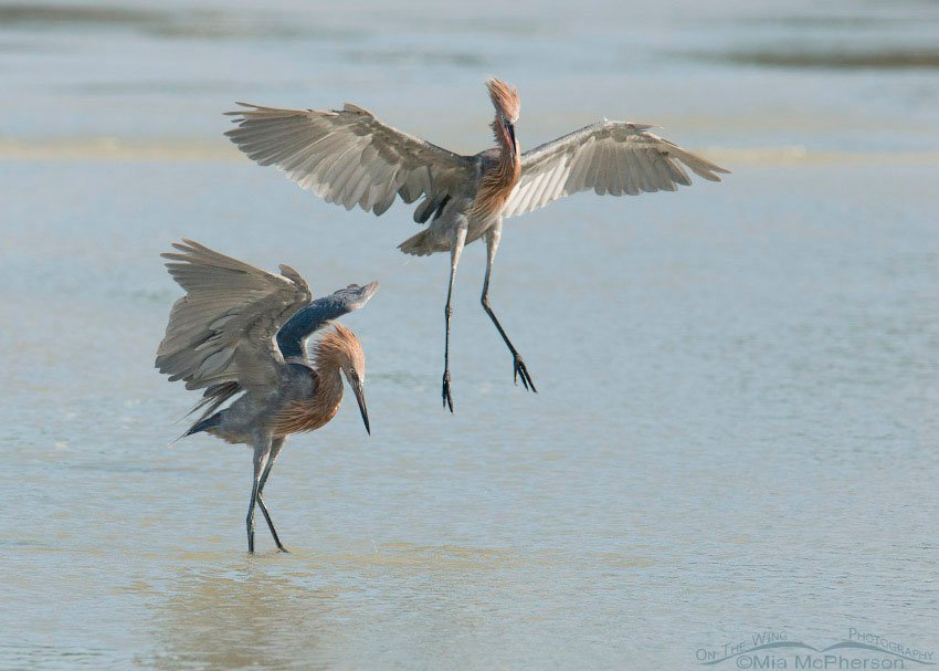 Pair of Reddish Egrets fighting over prey, Fort De Soto County Park, Pinellas County, Florida