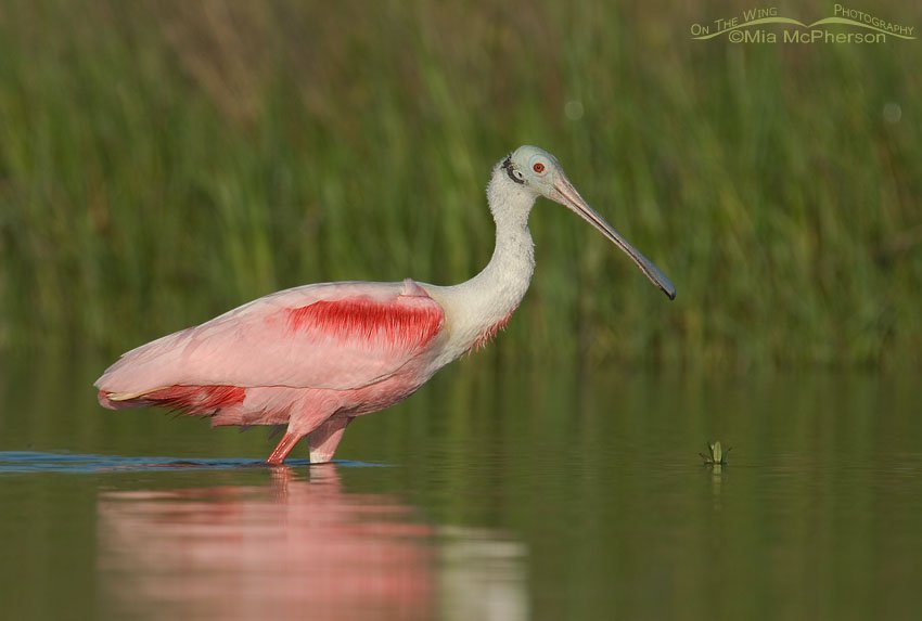 The pinks of a Roseate Spoonbill and the greens of a spartina marsh, Fort De Soto County Park, Pinellas County, Florida