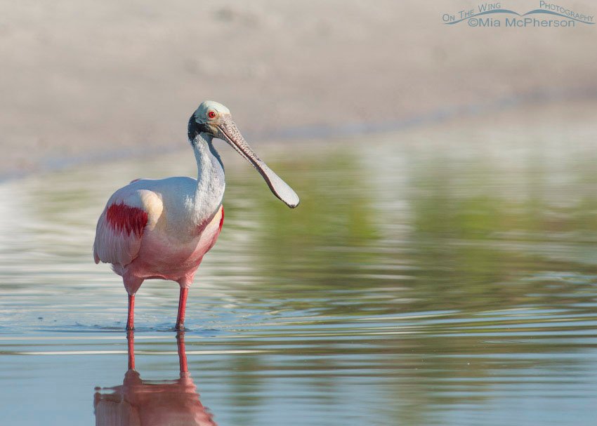Roseate Spoonbill in a tidal pool, Fort De Soto County Park, Pinellas County, Florida