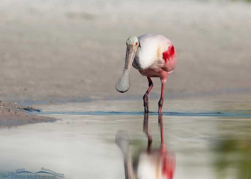 Roseate Spoonbill walking in a lagoon, Fort De Soto County Park, Pinellas County, Florida