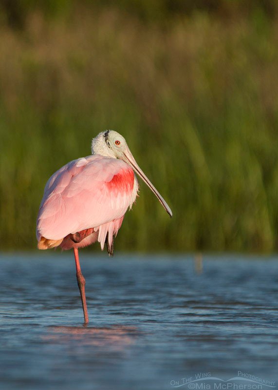 Roseate Spoonbill resting in the north beach lagoon, Fort De Soto County Park, Pinellas County, Florida