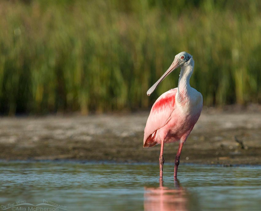 Roseate Spoonbill in a tidal pool, Fort De Soto County Park, Pinellas County, Florida