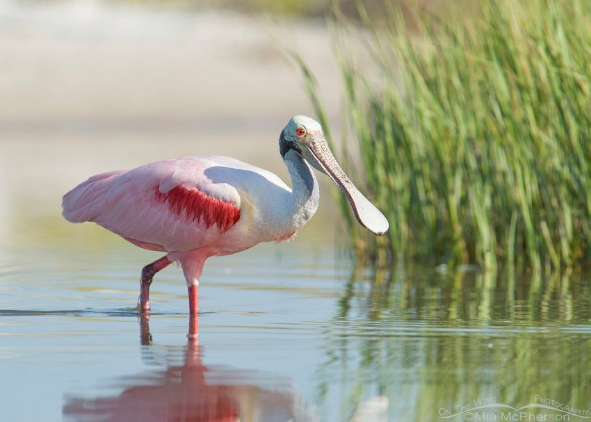 Roseate Spoonbill foraging near the spartina, Fort De Soto County Park, Pinellas County, Florida