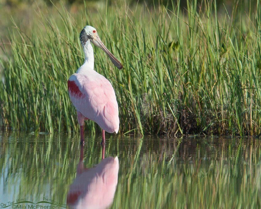 Roseate Spoonbill next to a spartina marsh, Fort De Soto County Park, Pinellas County, Florida