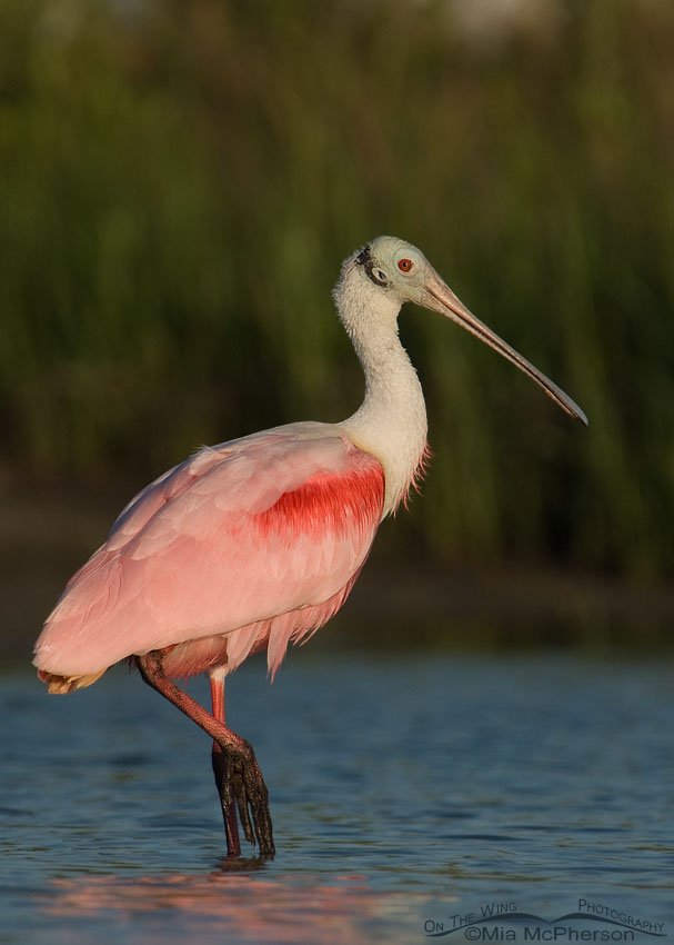 Morning Roseate Spoonbill delight, Fort De Soto County Park, Pinellas County, Florida