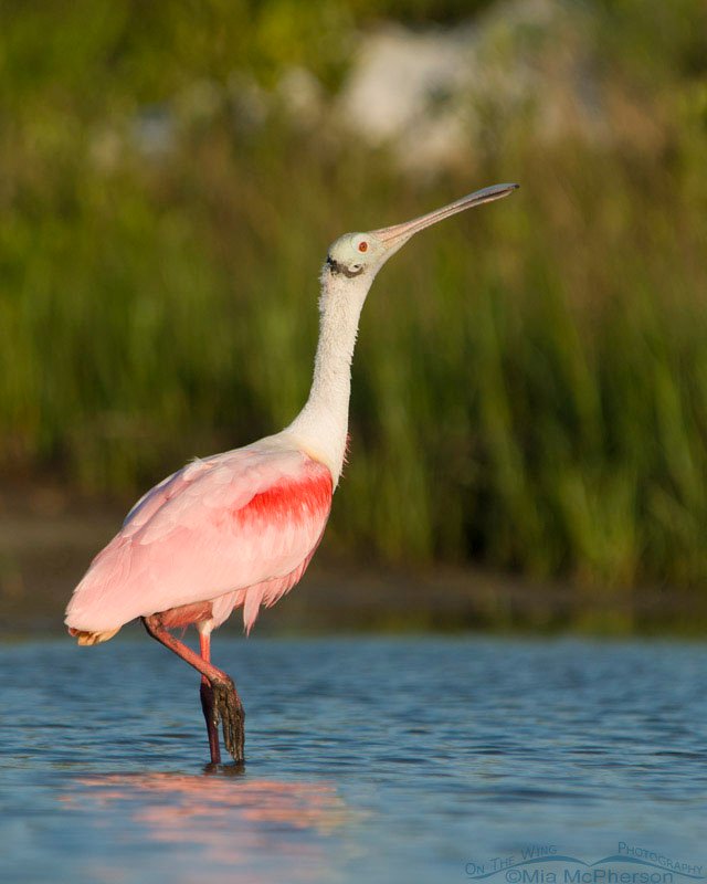 Stretching Roseate Spoonbill, Fort De Soto County Park, Pinellas County, Florida