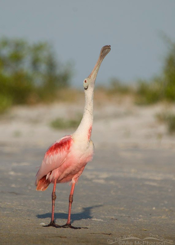 Roseate Spoonbill stretching, Fort De Soto County Park, Pinellas County, Florida