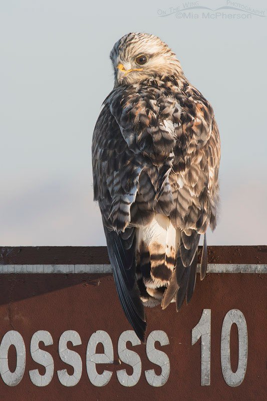 Rough-legged Hawk on a sign at Bear River MBR, Box Elder County, Utah