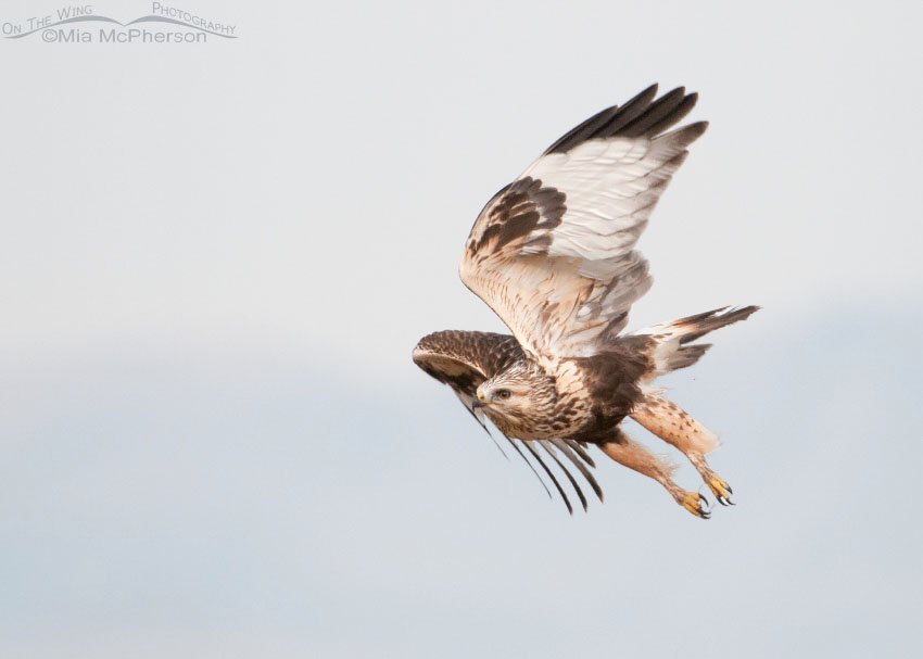 Rough-legged Hawk on a gray day, Antelope Island State Park, Davis County, Utah