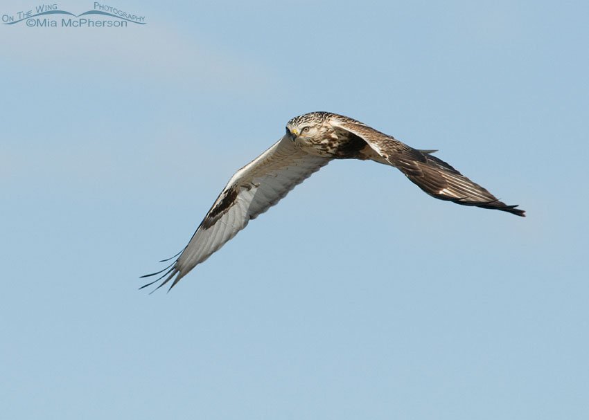 Rough-legged Hawk giving me the eye while flying by, Antelope Island State Park, Davis County, Utah