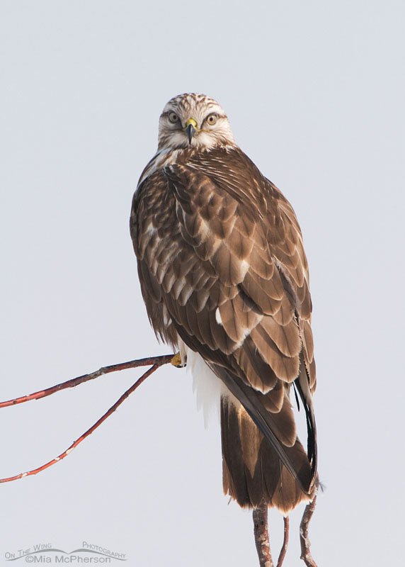 Rough-legged Hawk immature perched on a skinny branch, Farmington Bay WMA, Davis County, Utah