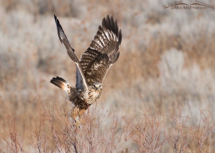 Rough-legged Hawk with wings up at the moment of lift off, Antelope Island State Park, Davis County, Utah