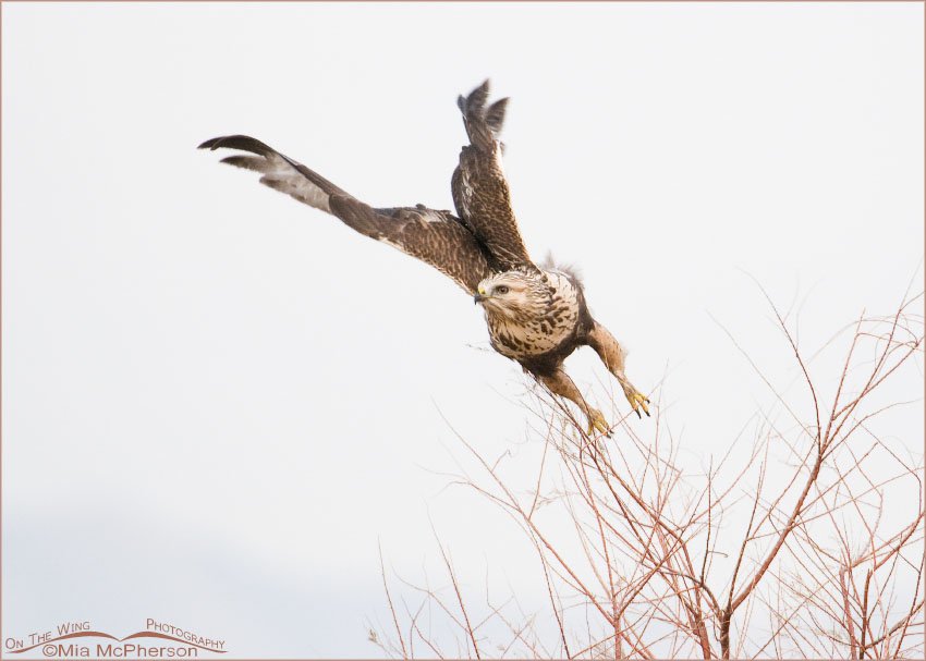 High key Rough-legged Hawk lift off on a low light day, Antelope Island State Park, Davis County, Utah