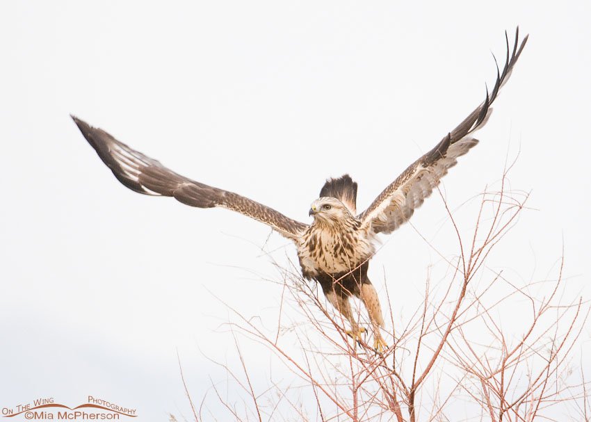 Rough-legged Hawk - Leap and lift off from a Tamarisk, Antelope Island State Park, Davis County, Utah
