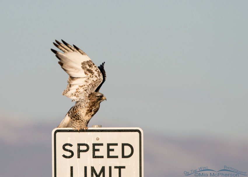 Male Rough-legged Hawk lifting off from a speed limit sign at Bear River Migratory Bird Refuge, Box Elder County, Utah