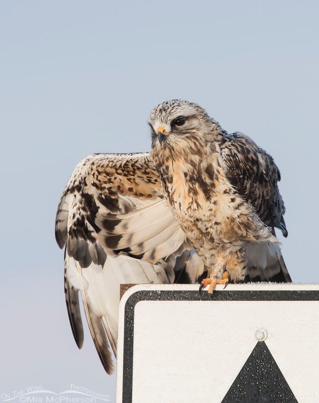 Rough-legged Hawk on Road Patrol, Bear River Migratory Bird Refuge, Box Elder County, Utah