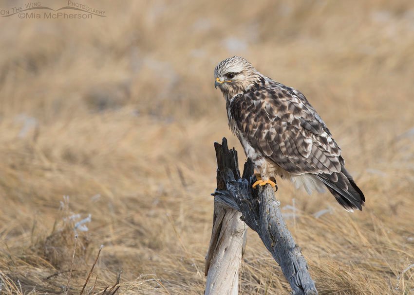 Rough-legged Hawk male after rousing, Bear River Migratory Bird Refuge, Box Elder County, Utah