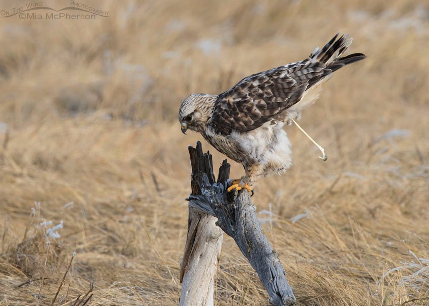 Pooping male Rough-legged Hawk, Bear River Migratory Bird Refuge, Box Elder County, Utah