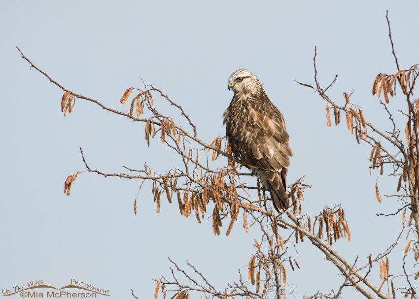 Rough-legged Hawk on a tree at Farmington Bay WMA, Utah