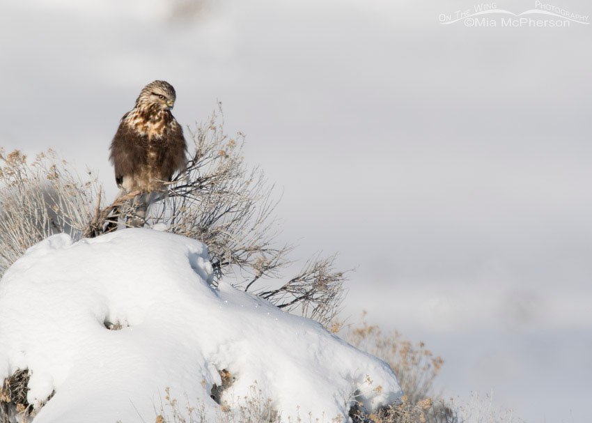Rough-legged Hawk on a snow-covered hill, Box Elder County, Utah