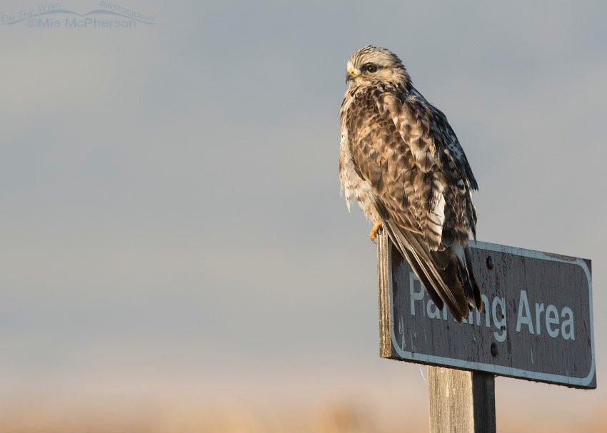 Rough-legged Hawk on Parking Area sign, Bear River Migratory Bird Refuge, Box Elder County, Utah