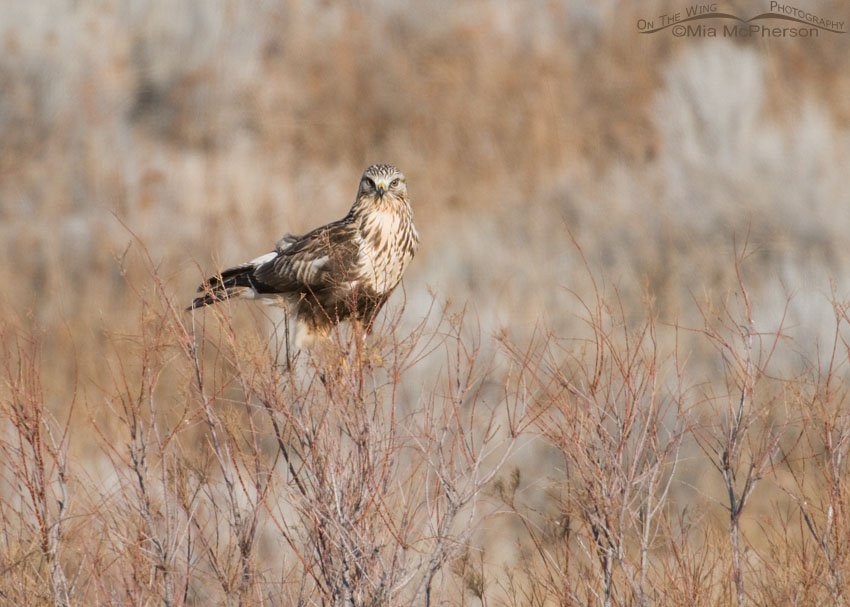 Rough-legged Hawk perched on mere twigs, Antelope Island State Park, Davis County, Utah