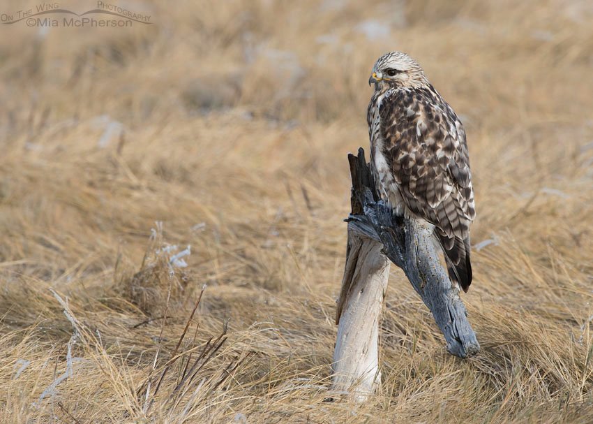 Rough-legged Hawk perched in a frosty marsh, Bear River Migratory Bird Refuge, Box Elder County, Utah