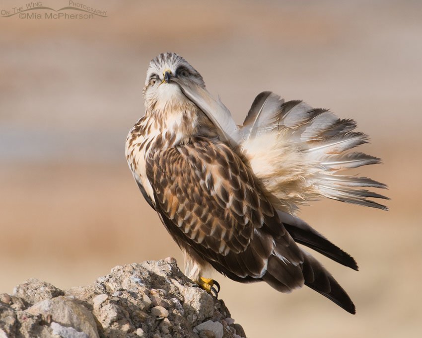 Rough-legged Hawk with tail spread while preening, Antelope Island State Park, Davis County, Utah