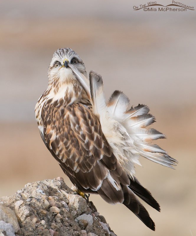 Rough-legged Hawk preening with tip of tail in the bill, Antelope Island State Park, Davis County, Utah