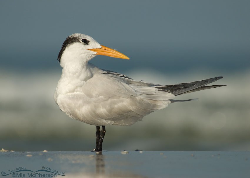 Royal Tern preening on the Gulf shoreline, Fort De Soto County Park, Pinellas County, Florida