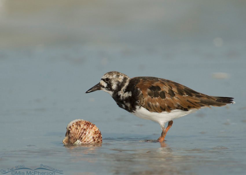 Ruddy Turnstone with shell, Fort De Soto County Park, Pinellas County, Florida