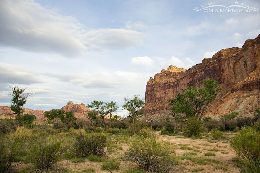 Morning at the San Rafael River campground, San Rafael Swell, Emery County, Utah