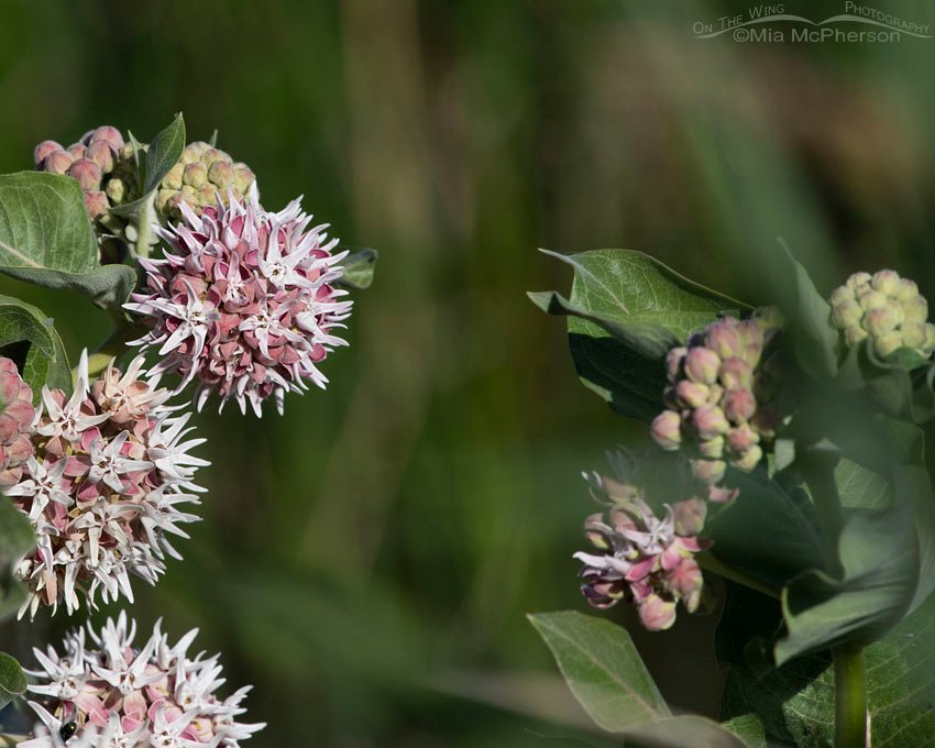 Showy Milkweed in bloom, Bear River Migratory Bird Refuge, Box Elder County, Utah