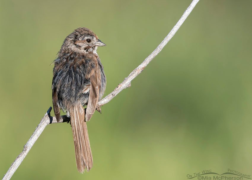 Messy looking immature Song Sparrow, Wasatch Mountains, Summit County, Utah