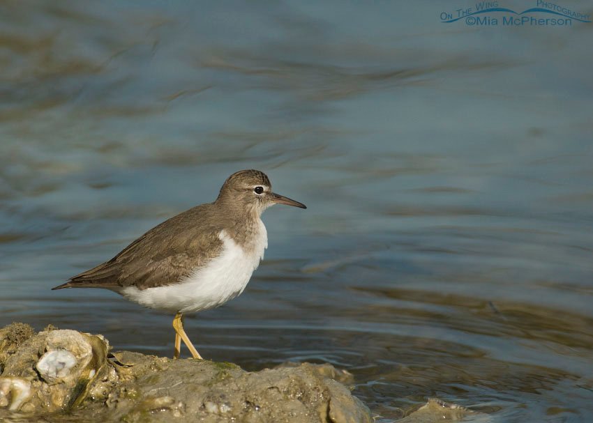 Spotted Sandpiper at rest next to the water at Fort De Soto County Park, Florida