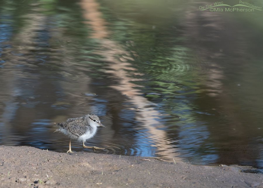Spotted Sandpiper chick walking close to the water's edge, Wasatch Mountains, Summit County, Utah
