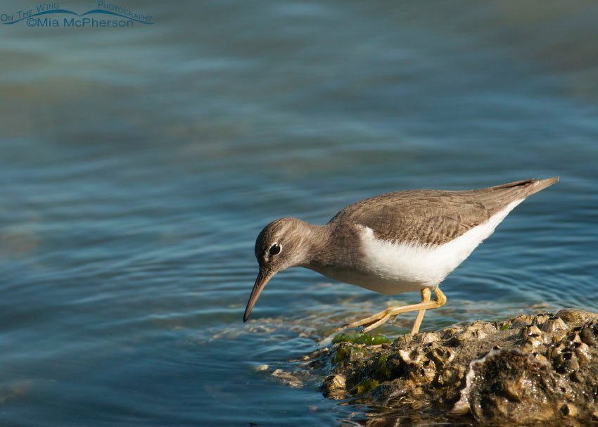 Spotted Sandpiper searching for prey in the water at Fort De Soto County Park, Pinellas County, Florida