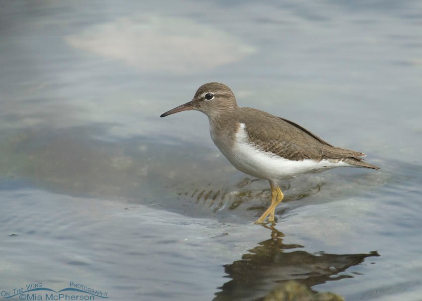 Spotted Sandpiper in fog near the north beach of Fort De Soto County Park, Pinellas County, Florida