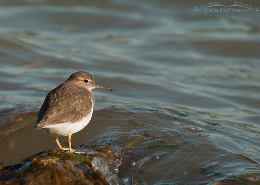 Spotted Sandpiper at the water's edge, Fort De Soto County Park, Pinellas County, Florida