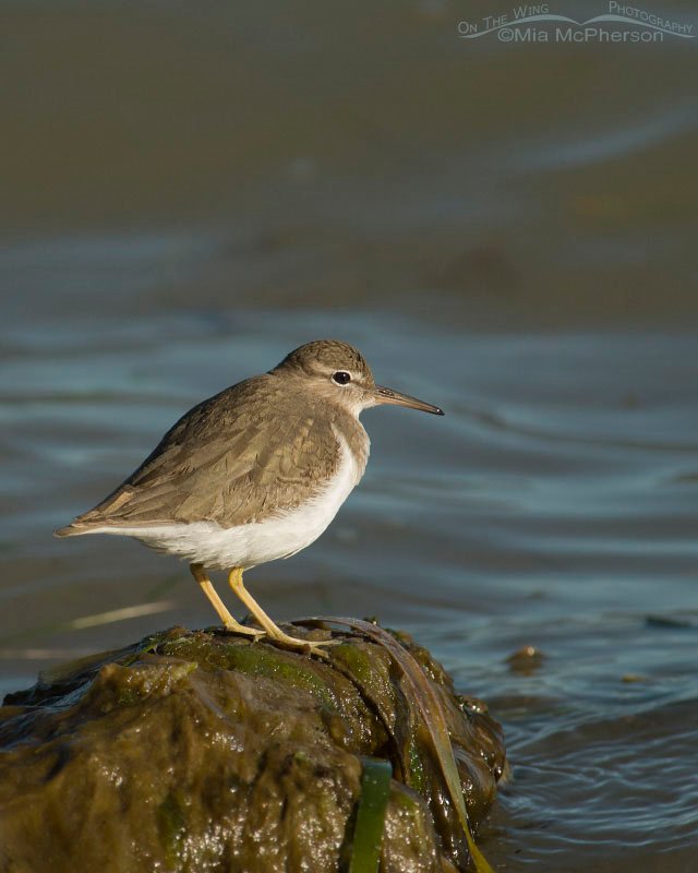 Side lit Spotted Sandpiper as the the came in at Fort De Soto County Park, Pinellas County, Florida