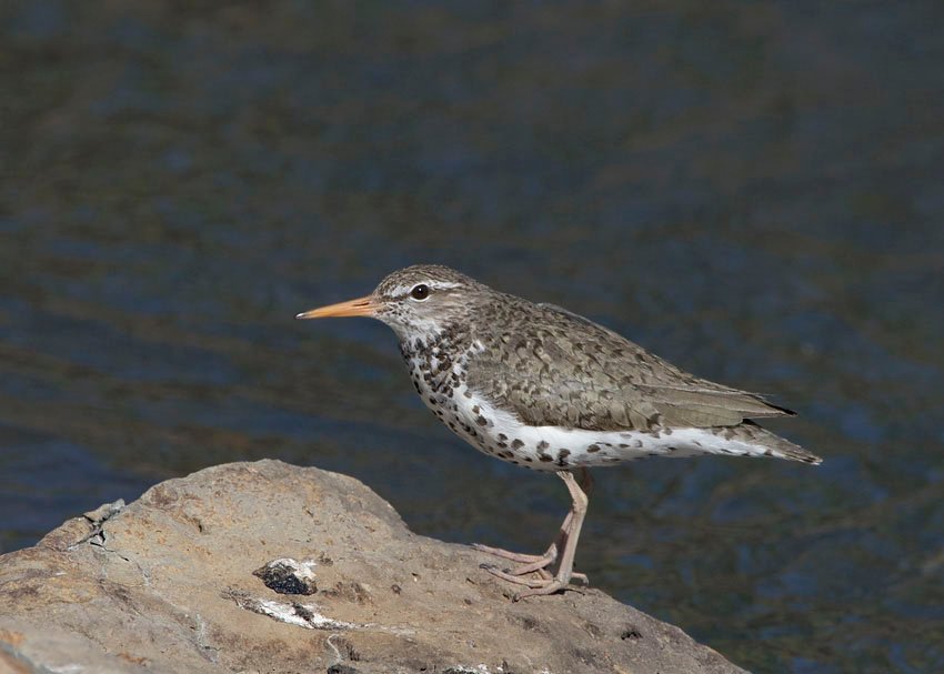 Spotted Sandpiper in the Targhee National Forest, Idaho