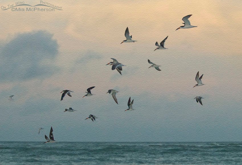 Sunrise Skimmers with sandstone texture, Fort De Soto County Park, Pinellas County, Florida