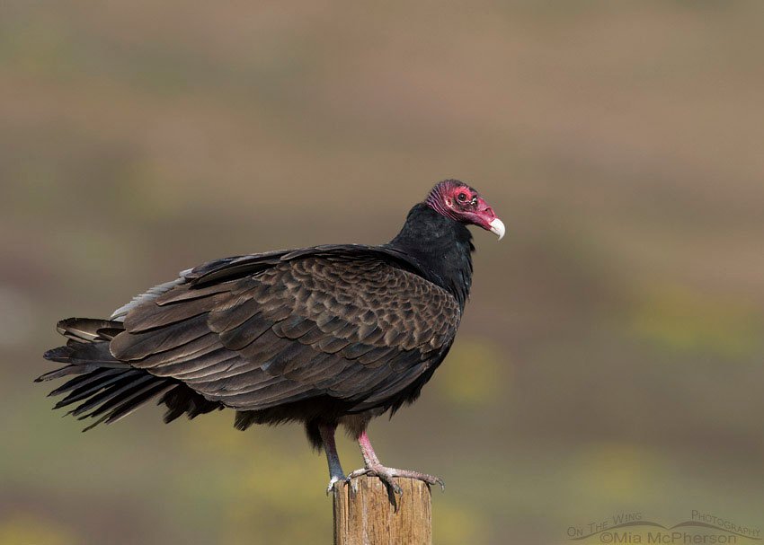 Turkey Vulture roosting, Box Elder County, Utah