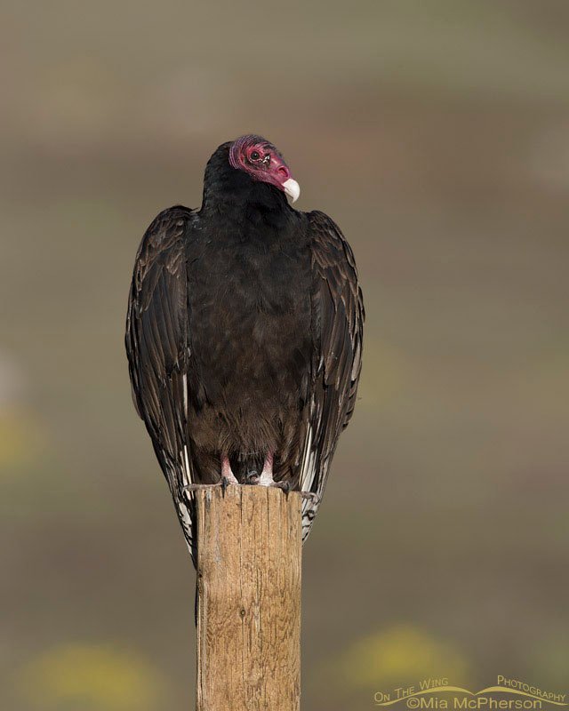 Cooperative Turkey Vulture in Box Elder County, Utah