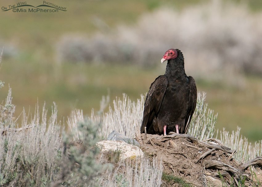 Turkey Vulture in Box Elder County, Utah