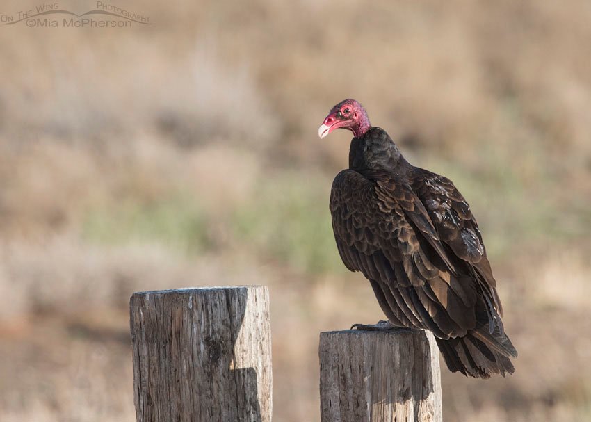An adult Turkey Vulture in Box Elder County perched on a post by a watering trough. Utah