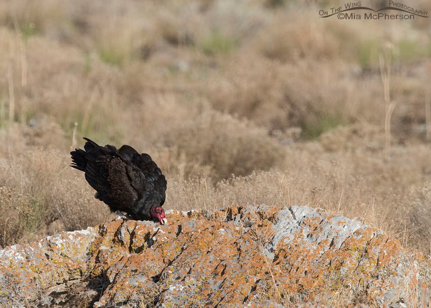 Turkey Vulture cleaning its bill on a rock in Box Elder County, Utah