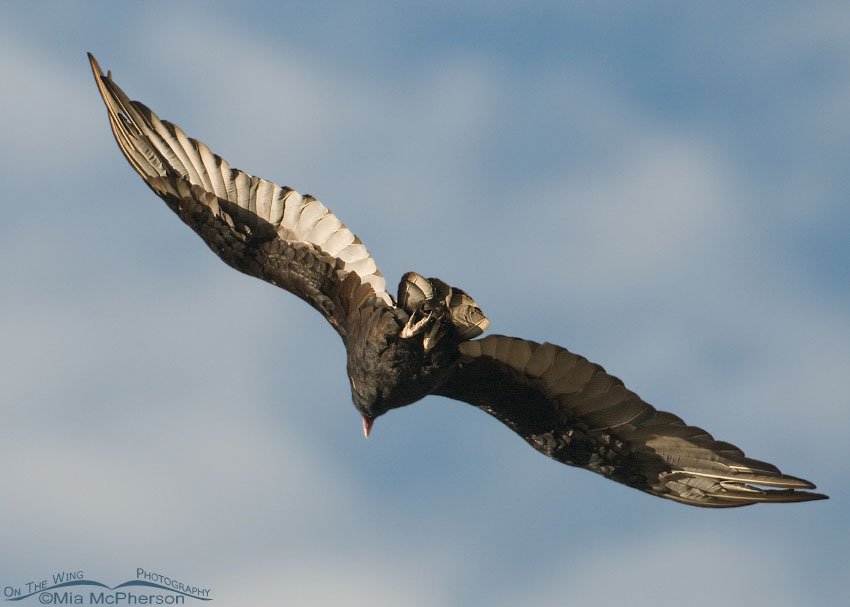 Turkey Vulture tail end, Stansbury Mountains, West Desert, Tooele County, Utah