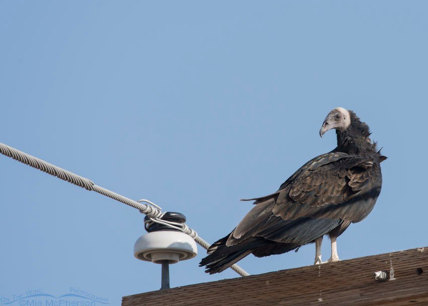 Immature Turkey Vulture on a power pole, Box Elder County, Utah